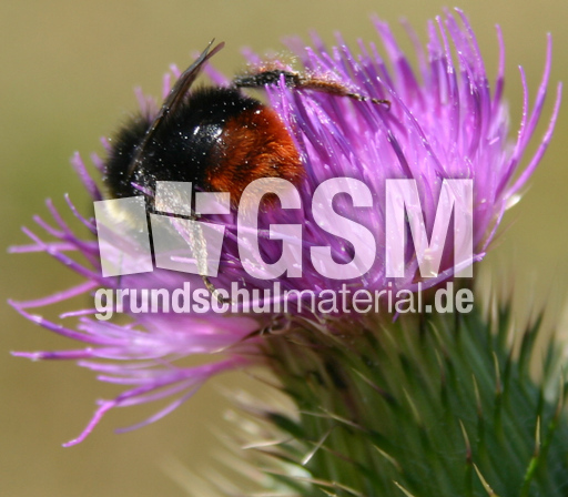 Hummel-auf-Kratzdistel.jpg